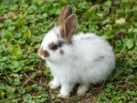 Zwergkaninchen weißbraun